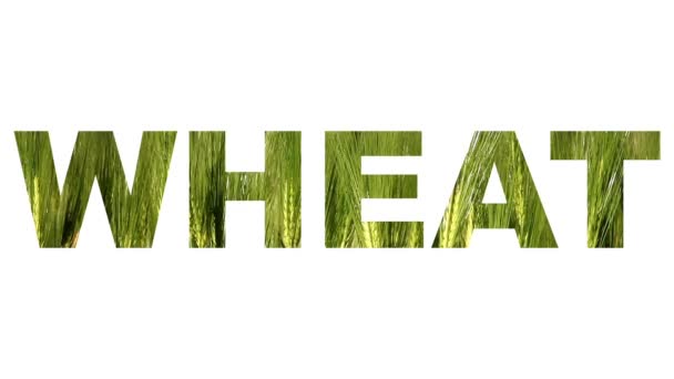 Переміщення пшеничного поля за словом пшениці
 - Кадри, відео