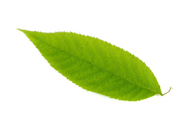 folha verde no fundo branco - Foto, Imagem