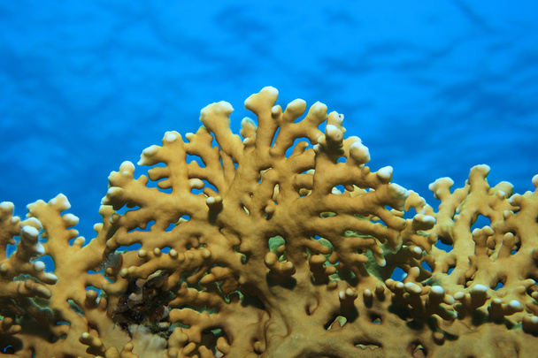 Feuerkorallen unter Wasser - Foto, Bild