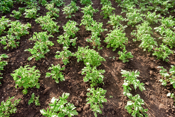 Filas de plantas de patata en el suelo
 - Foto, imagen