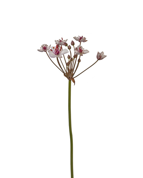 Butomus umbellatus flowers - Photo, Image