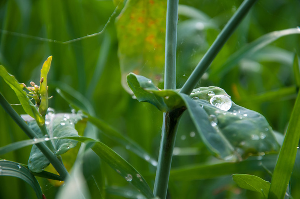 Gotas de agua sobre hojas verdes - Foto, imagen