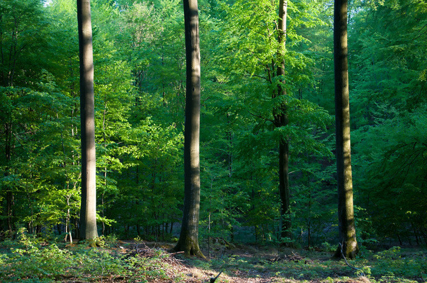美しい緑の落葉性森林 - 写真・画像