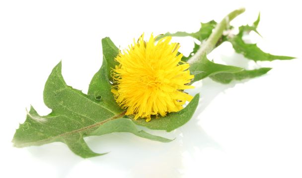 Dandelion flower and leaves isolated on white - Zdjęcie, obraz