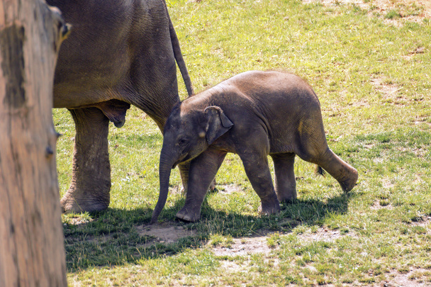 милый маленький слон в зоопарке
 - Фото, изображение