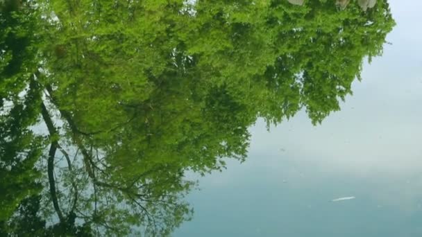 Pelícanos sentados en el árbol en el agua. Grupo de aves acuáticas en árbol en el lago
 - Imágenes, Vídeo