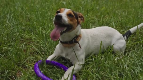 Hond op het gras ligt met zijn tong opknoping uit - Video