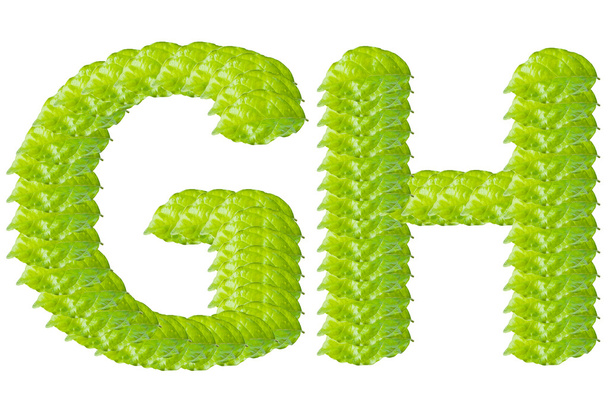 Green leaf G and H alphabet character. - Foto, afbeelding