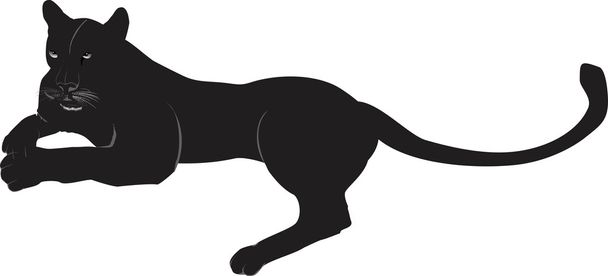 Брехня Чорна пантера ізольована на білому Векторні ілюстрації
 - Вектор, зображення