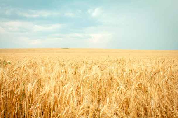 the wheat is ripe - Photo, Image