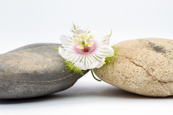 Sladká granadilla květ - Fotografie, Obrázek