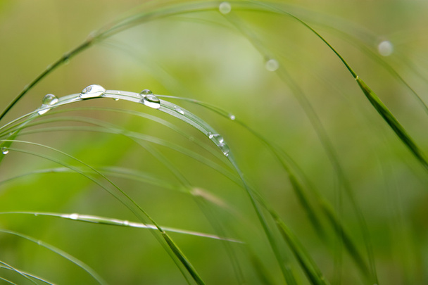 Gotas de lluvia sobre hierba verde
 - Foto, imagen