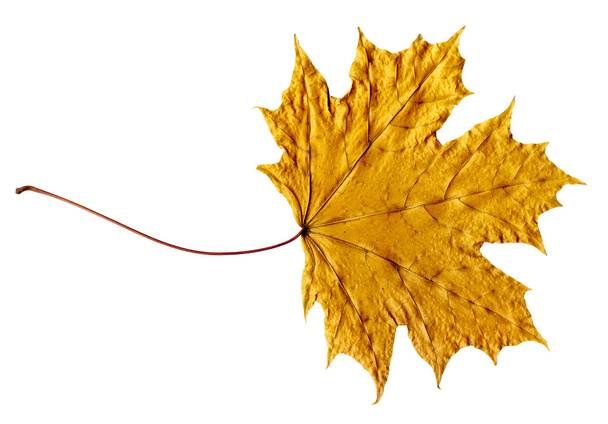 Dry maple leaf - Foto, Imagen