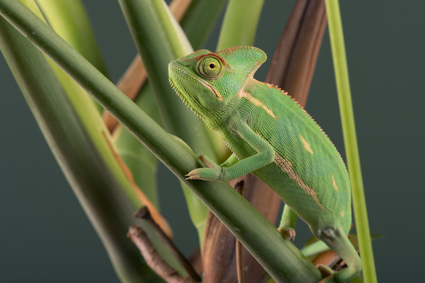 chameleon jemenský (chamaeleo calyptratus) - Fotografie, Obrázek