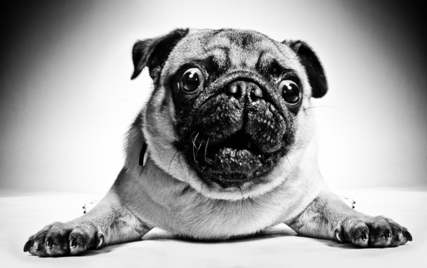 Black and white portrait of a pug - Photo, Image
