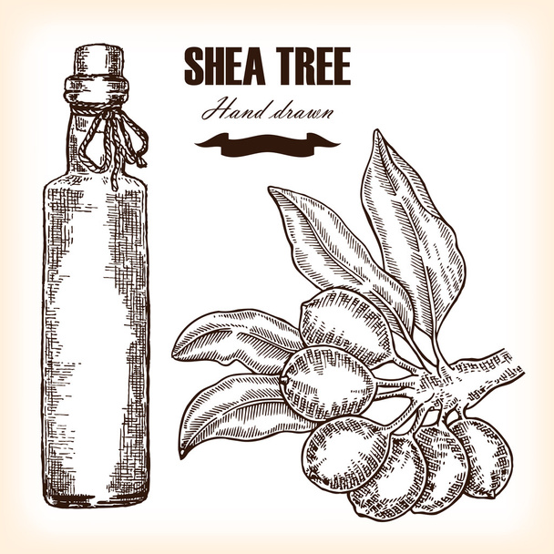Δέντρο Shea βούτυρο. Χέρι συντάσσονται υποκατάστημα σε στυλ σκίτσο. Ιατρική - Διάνυσμα, εικόνα