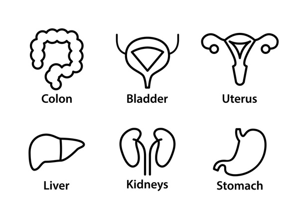 Vektorové ikony lidské vnitřní orgány. Játra, ledviny, dělohy, močového měchýře, žaludku a tlustého střeva - Vektor, obrázek