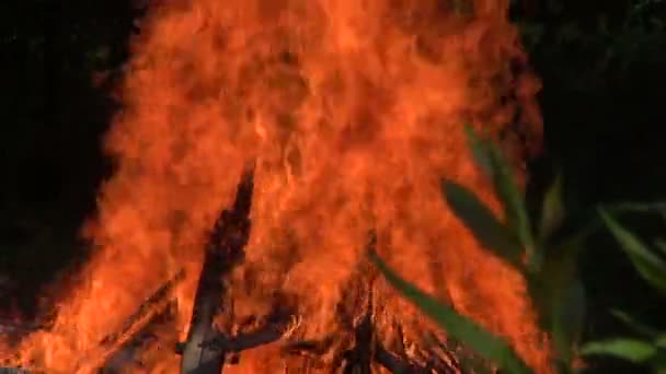 Bonfire with orange flames - Footage, Video