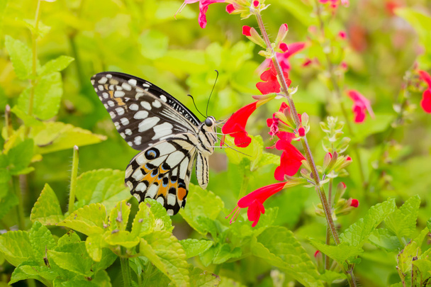 Hermosa mariposa en flor colorida
 - Foto, Imagen