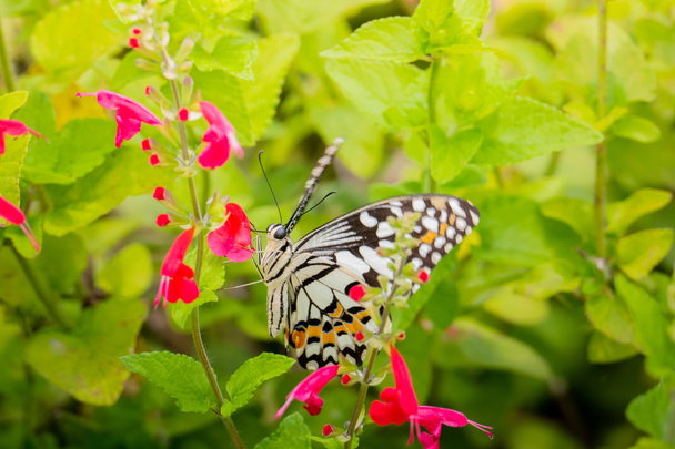 カラフルな花の美しい蝶 - 写真・画像