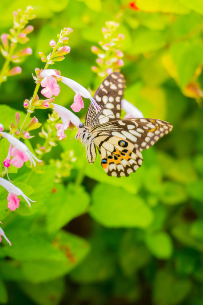 Красива метелик на барвистий квітка - Фото, зображення