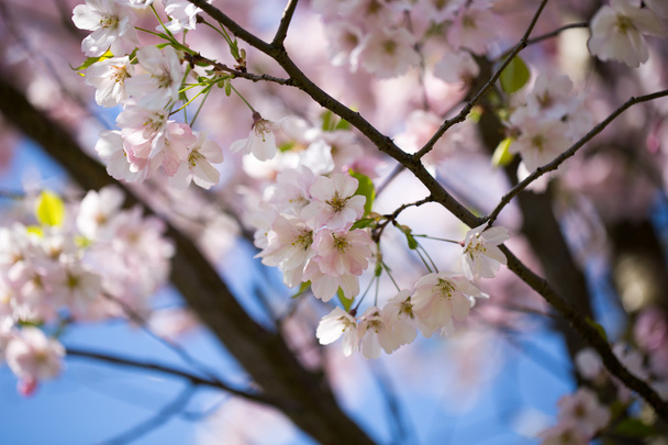 Cherry blossom background with spring day. - Φωτογραφία, εικόνα