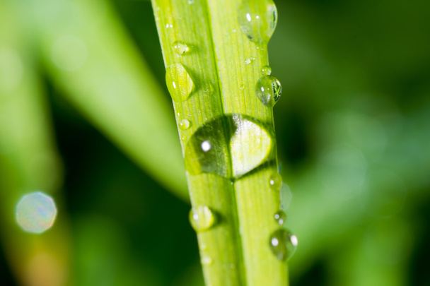 drops of dew slipping - Photo, image