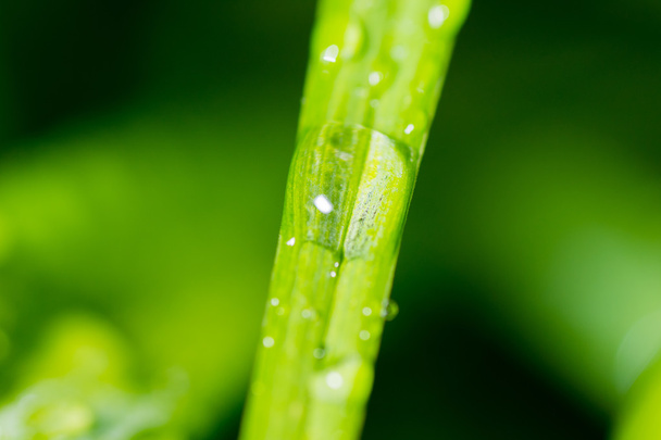 drops of dew slipping - Foto, Imagem