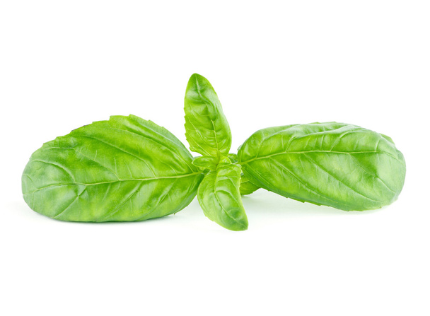 Verse groene blad basilicum geïsoleerd op witte achtergrond - Foto, afbeelding
