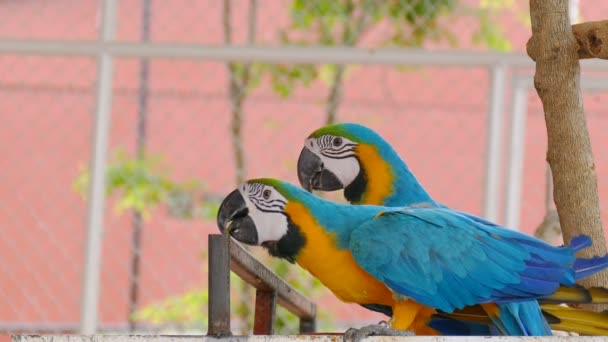 Blauw gele ara in dierentuin - Video