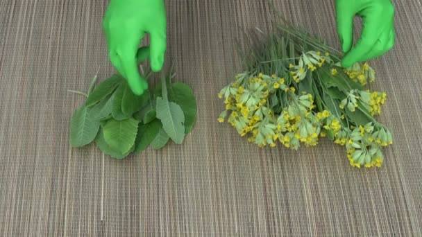 Zielarz sortowaniu primula liściach i kwiatach - Materiał filmowy, wideo