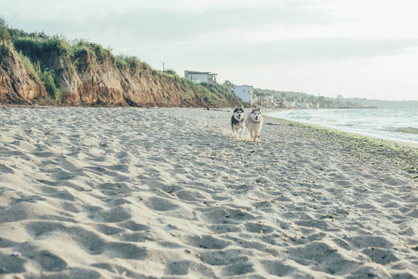 Dogs playing on beach - Фото, зображення