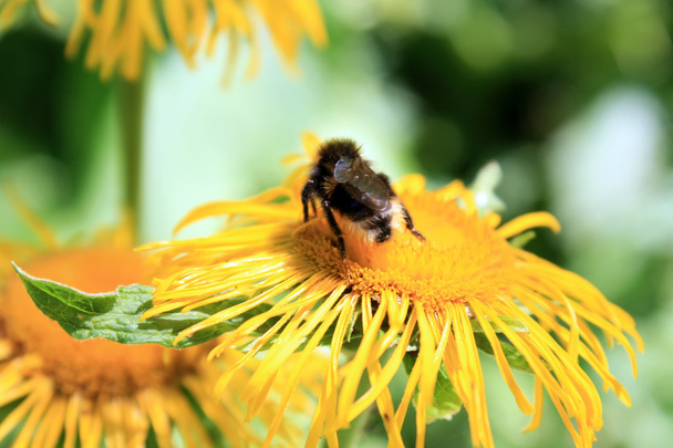 Travailleur abeille sur fleur jaune en été
 - Photo, image