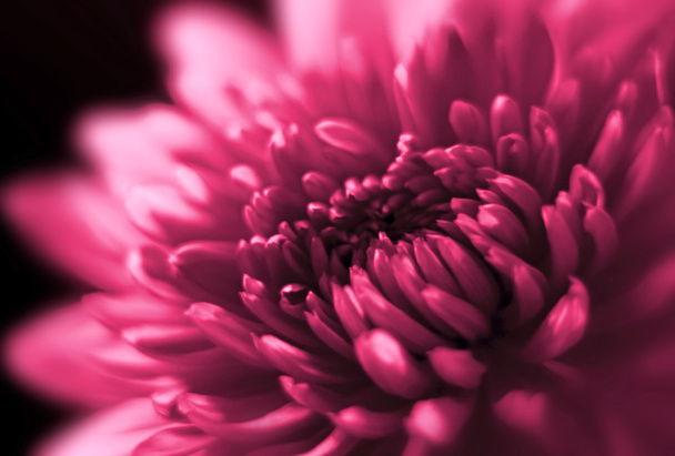 Closeup of Chrysanthemum. Soft focus. - Photo, Image