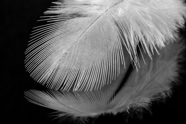 Primer plano de una pluma blanca sobre fondo negro reflectante
 - Foto, imagen