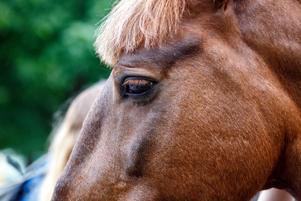 horse detail, head and eye - Photo, image