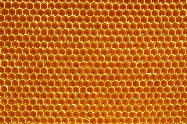 verse honing in cellen, honingraat - Foto, afbeelding
