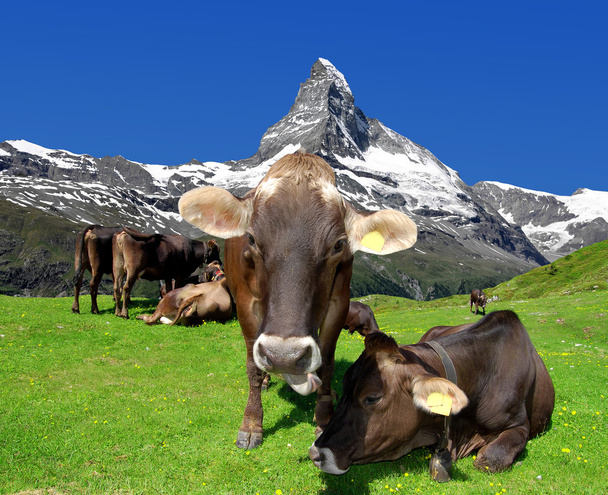 κοπάδι των αγελάδων - Φωτογραφία, εικόνα
