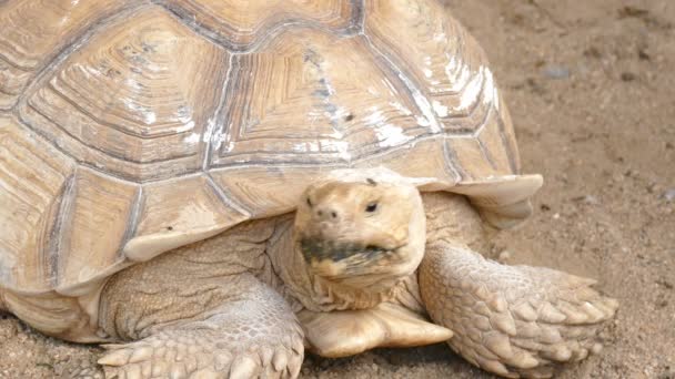 egy teknős a földön  - Felvétel, videó