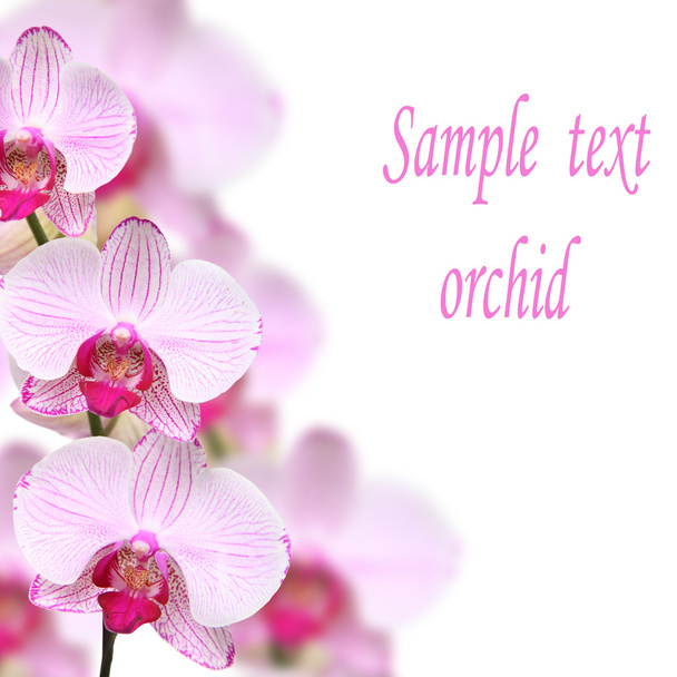 Pink orchid - Fotografie, Obrázek