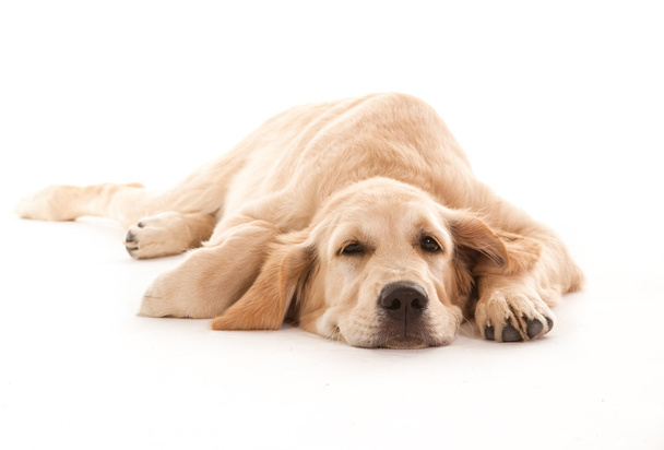 złoty pies myśliwski, leżącego - Zdjęcie, obraz