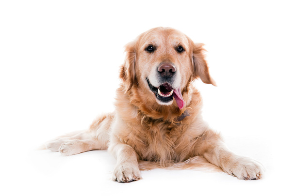 golden retriever watching me and smiling - Photo, Image