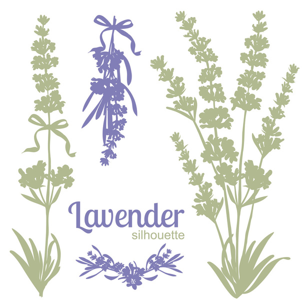 Joukko siluetteja laventeli kukkia
 - Vektori, kuva