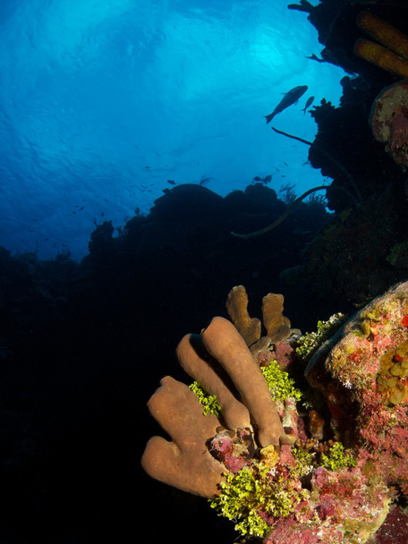Brown Tube Sponge - Photo, Image