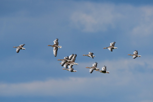 Greylag geese (Anser anser) - Photo, Image