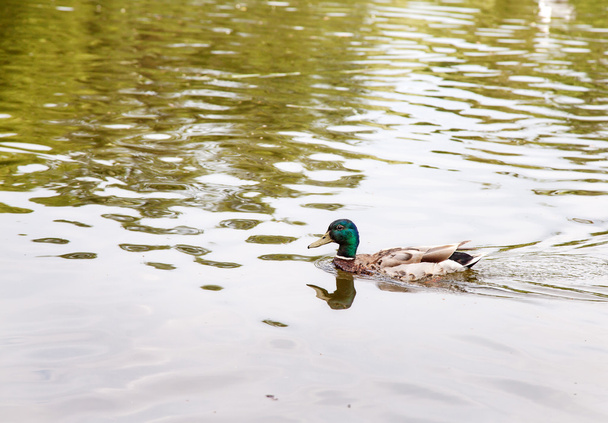 Pato nadando en el lago - Foto, Imagen