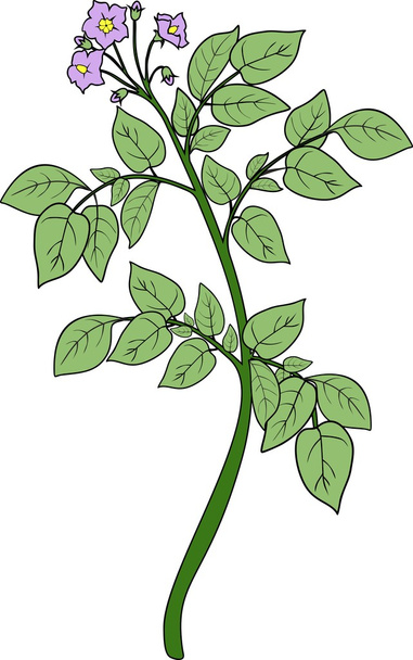 Potato plant with green leaves - Διάνυσμα, εικόνα