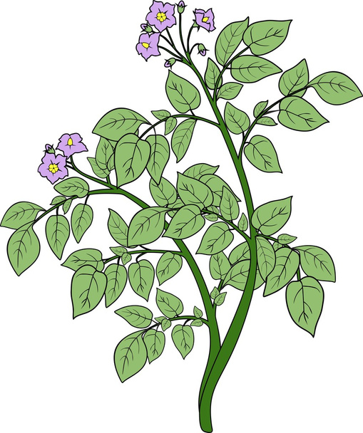 Πατάτα φυτό με πράσινα φύλλα - Διάνυσμα, εικόνα