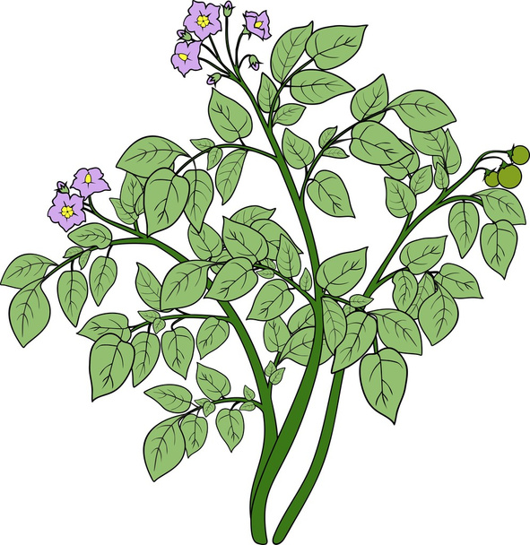 Potato plant with green leaves - ベクター画像