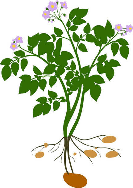 Potato plant silhouette - Vector, imagen
